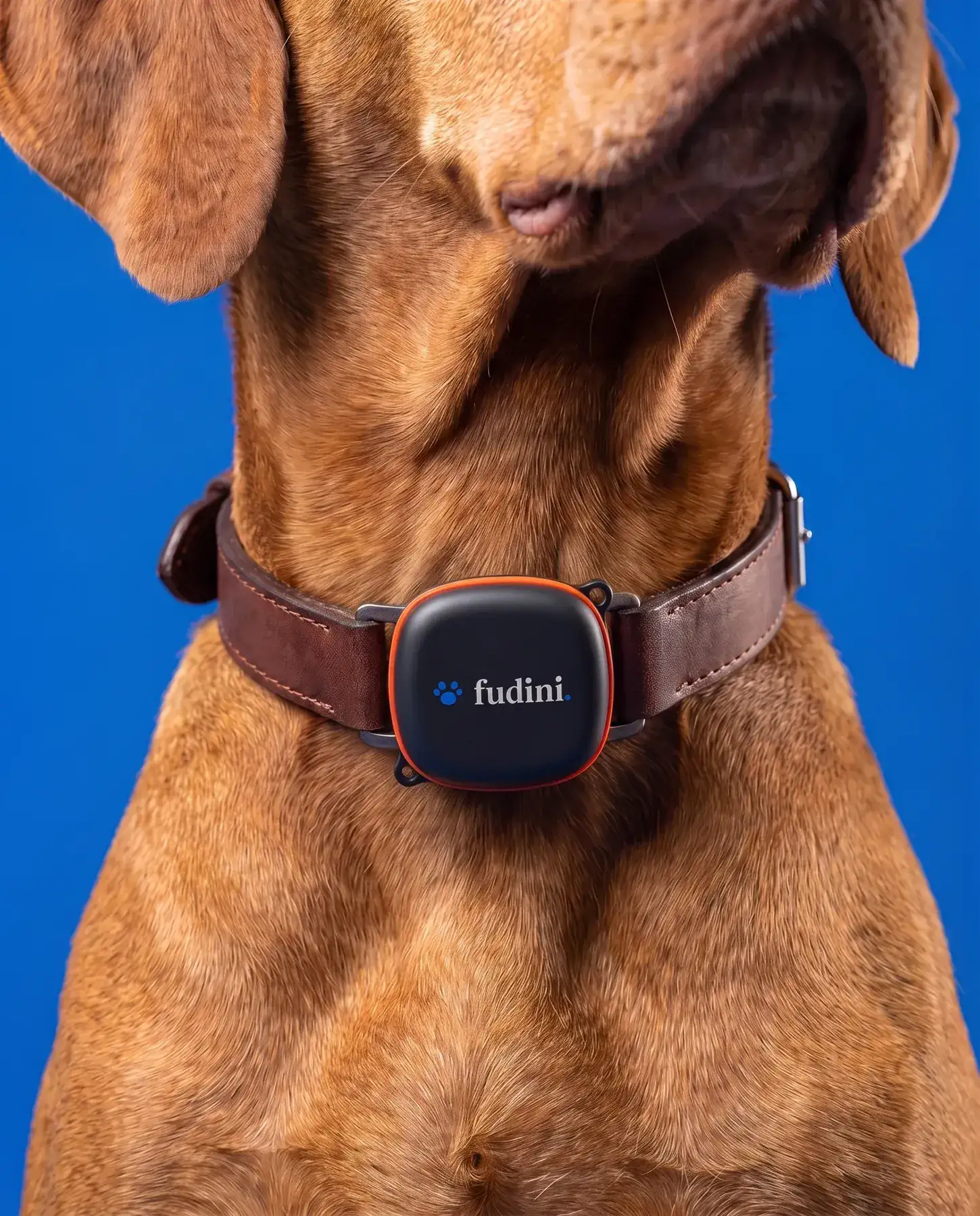 Concept render — production case on a Vizsla's collar