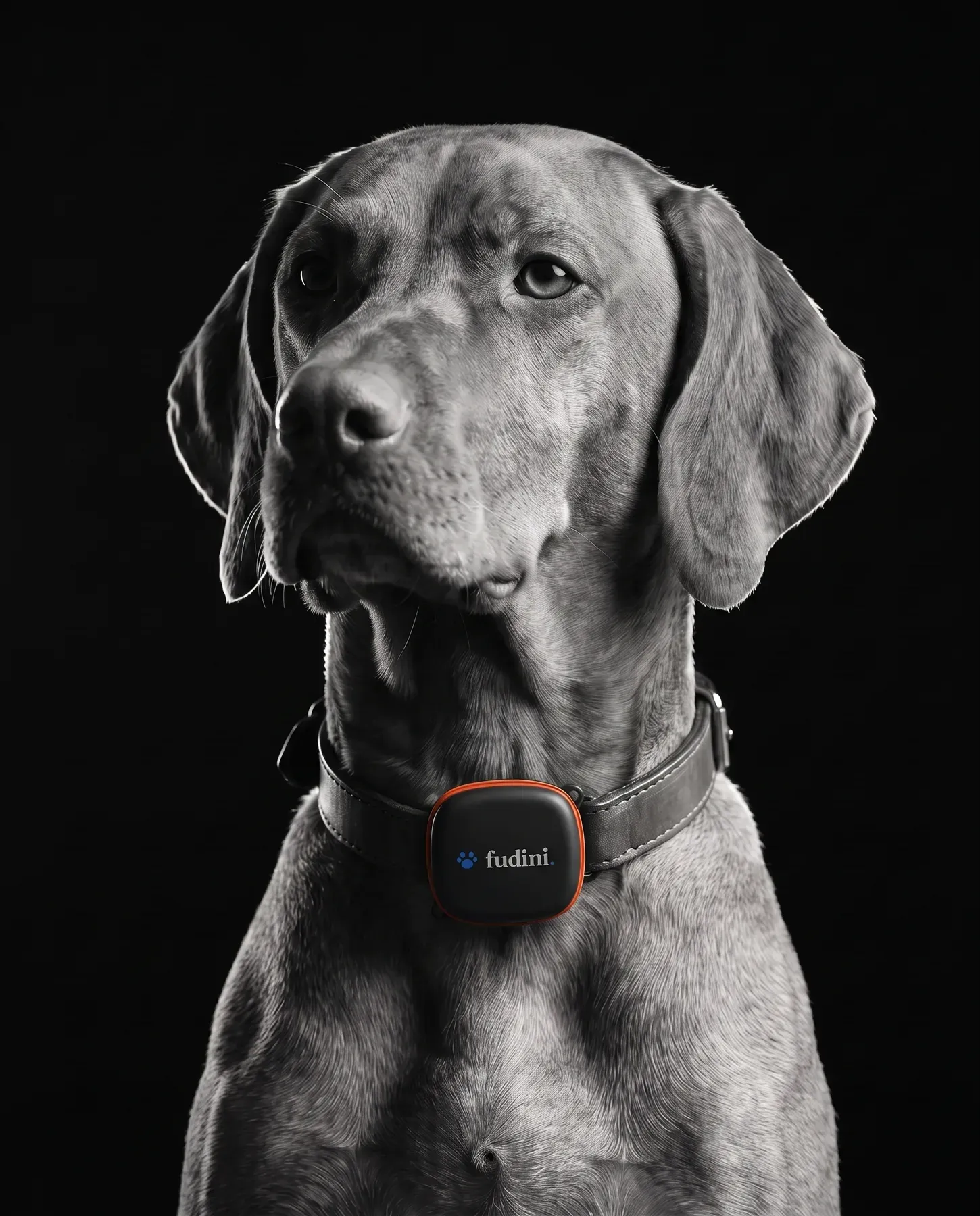 Close up portrait of a dog looking attentive in the dark